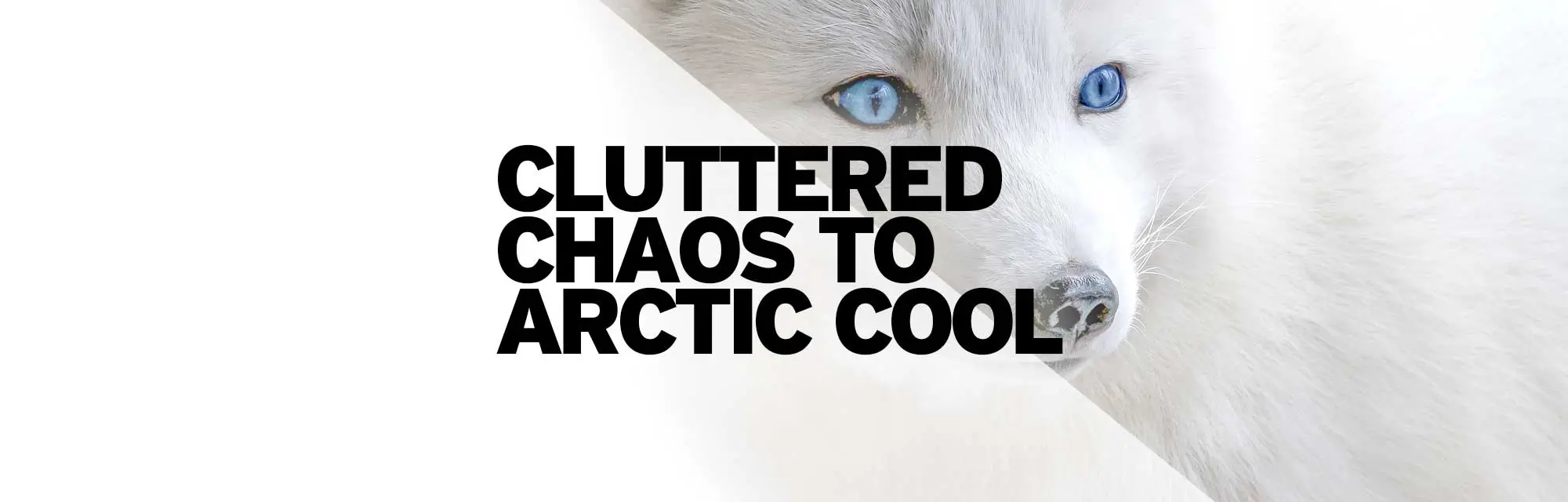 Arctic Fox